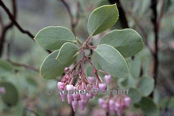 arctostaphylos viscida mariposa 3 graphic